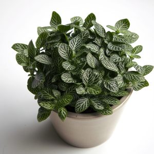 fitonia