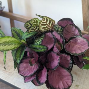 image14